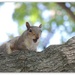 A Squirrel Scolding by allie912