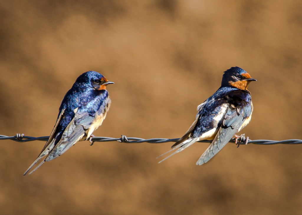 swallows by aecasey