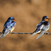 swallows by aecasey