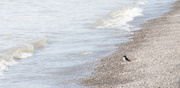 16th May 2014 - Kingbird on Beach