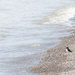 Kingbird on Beach by houser934
