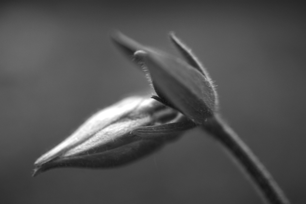 Bud in Black and White  by mzzhope