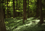 17th May 2014 - Forestscape 
