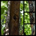 Downey woodpeckers by darylo