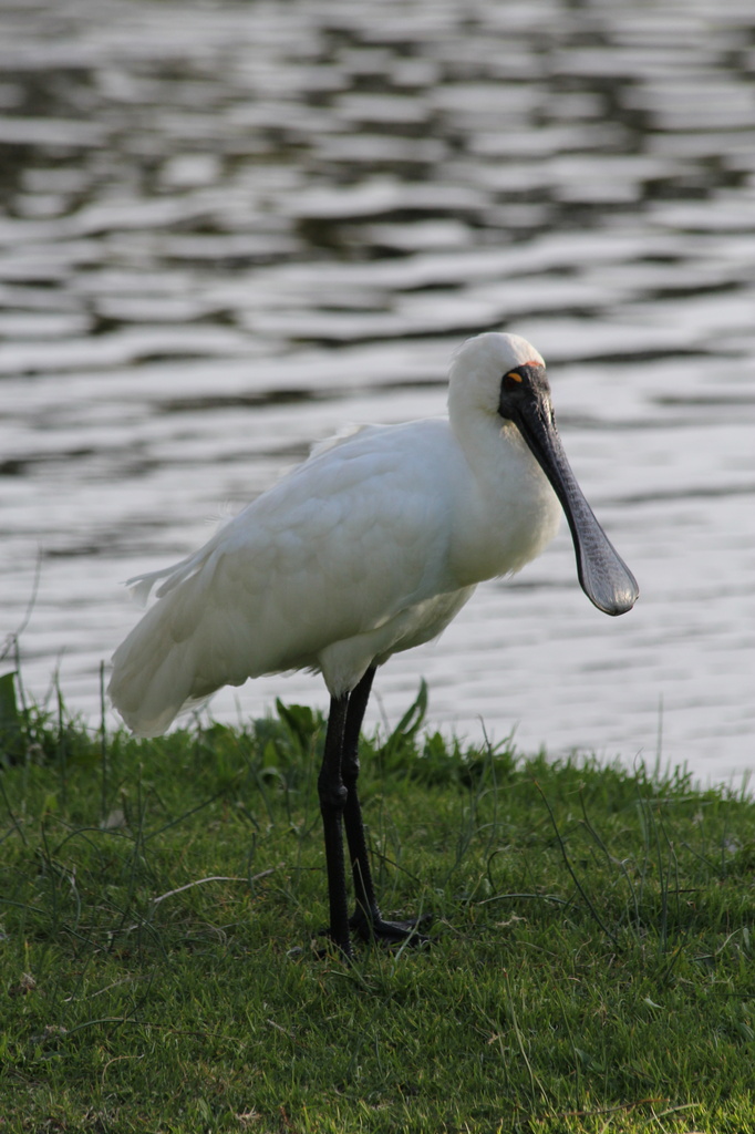 Aptly named - Spoonbill by gilbertwood
