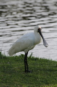 16th May 2014 - Aptly named - Spoonbill