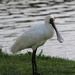 Aptly named - Spoonbill by gilbertwood