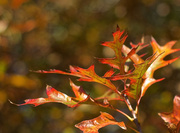 18th May 2014 - Autumn Golden Hour 