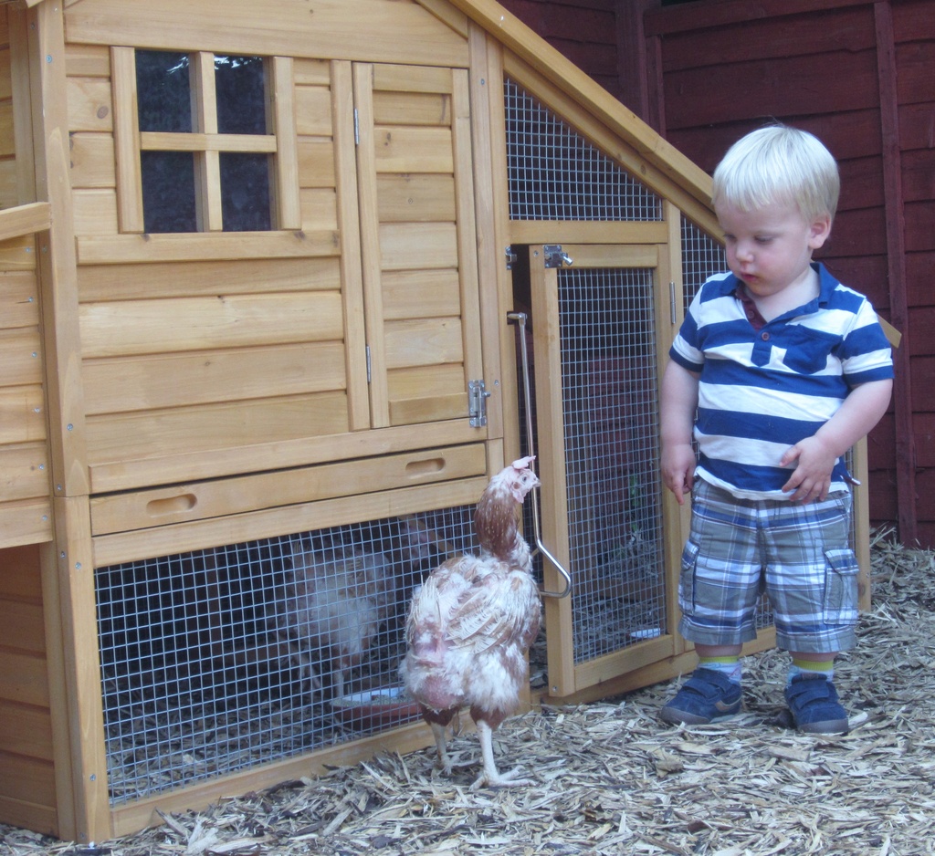 Ollie meets his chickens :-) by anne2013