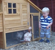 17th May 2014 - Ollie meets his chickens :-)