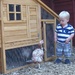 Ollie meets his chickens :-) by anne2013