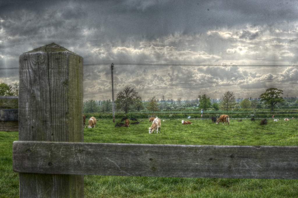 Cows before the storm by richardcreese