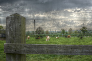 9th May 2014 - Cows before the storm
