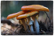 8th May 2014 - More Fungi