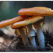 More Fungi by rustymonkey