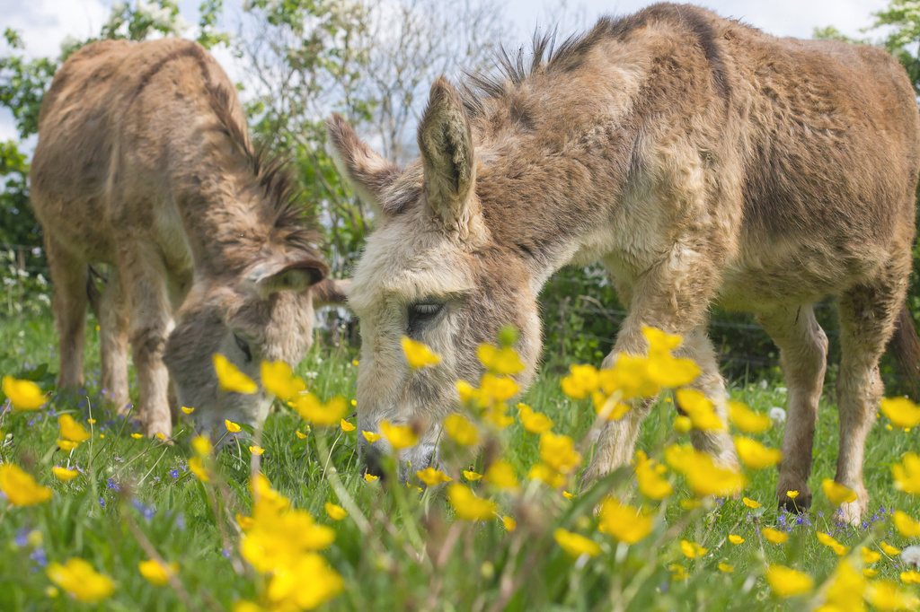 buttercups and donkeys by jantan