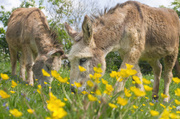16th May 2014 - buttercups and donkeys
