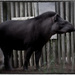 Brazilian Tapir by annied