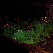 18th May 2014 - Flowers by night