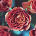 Vintage Roses by nicolecampbell