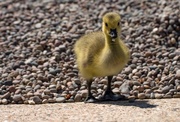 18th May 2009 - Gosling 