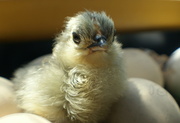 18th May 2014 - Happy Hatchday Little Chick