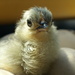 Happy Hatchday Little Chick by filsie65