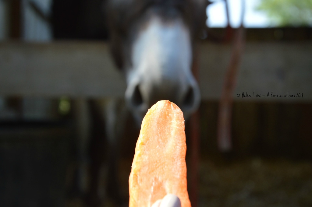 carrot for Cadichon by parisouailleurs