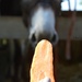carrot for Cadichon by parisouailleurs