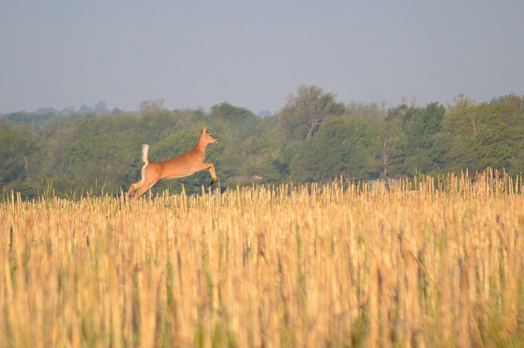 A Deer is in the Air! by kareenking