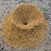 Ant's nest by gosia