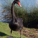 Black Swan  by gosia
