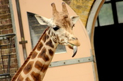 11th May 2014 - Giraffe Tongue