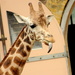 Giraffe Tongue by emma1231