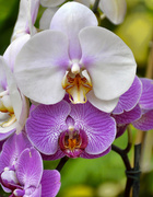 7th May 2014 - Orchids