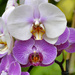 Orchids by joysfocus