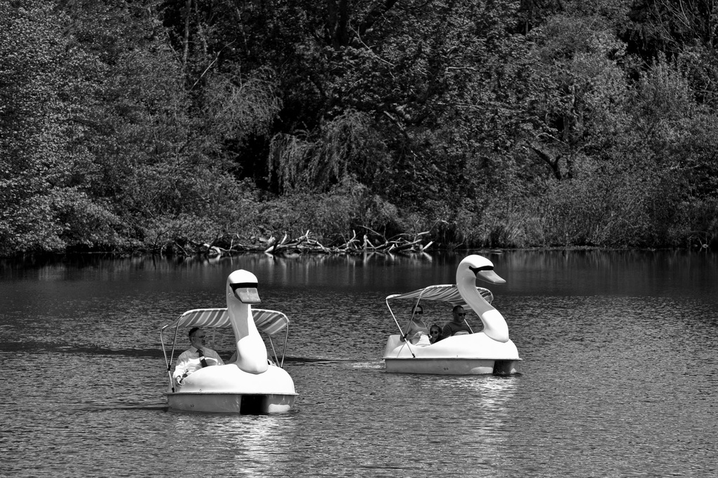 Passing Swans by kannafoot