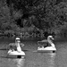 Passing Swans by kannafoot