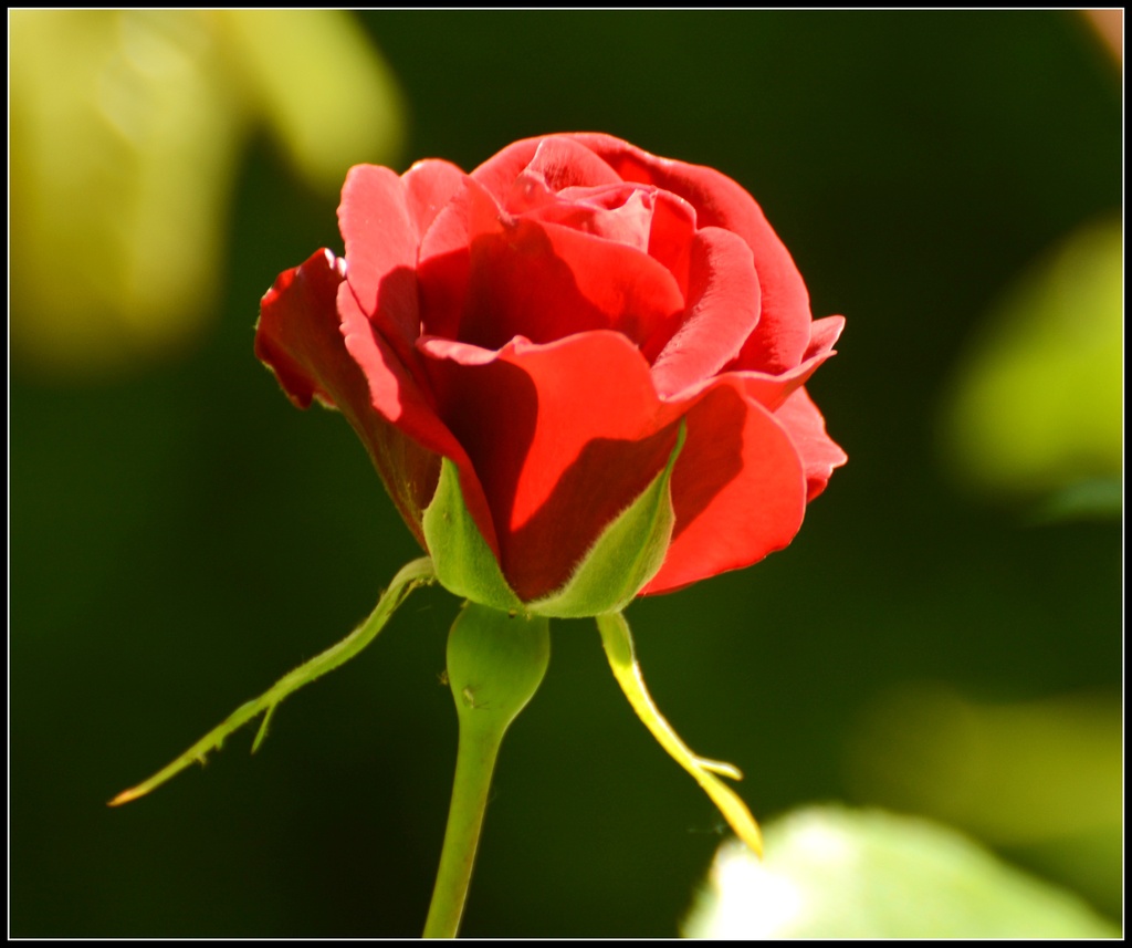 A single red rose by rosiekind
