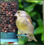 18th May 2014 - Little greenfinch
