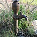 Old Water Pump by harbie