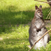 Wallaby by leonbuys83