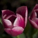 Pink Tulips 2014 by houser934