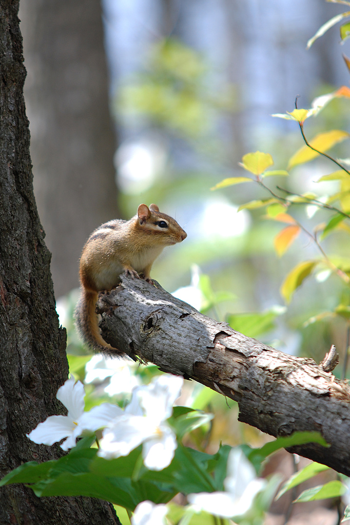 Chipmunk in the forest! by fayefaye