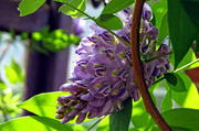 18th May 2014 - Wisteria's In Bloom