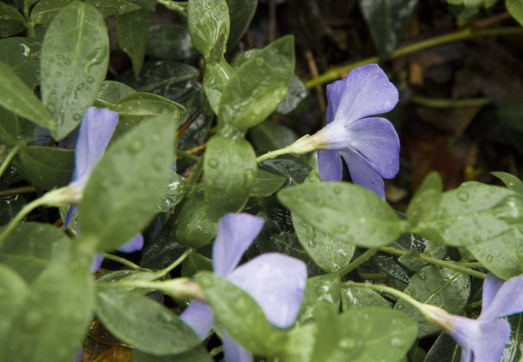 Wet periwinkle by houser934