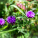 Chive Flowers... and friend. by vignouse