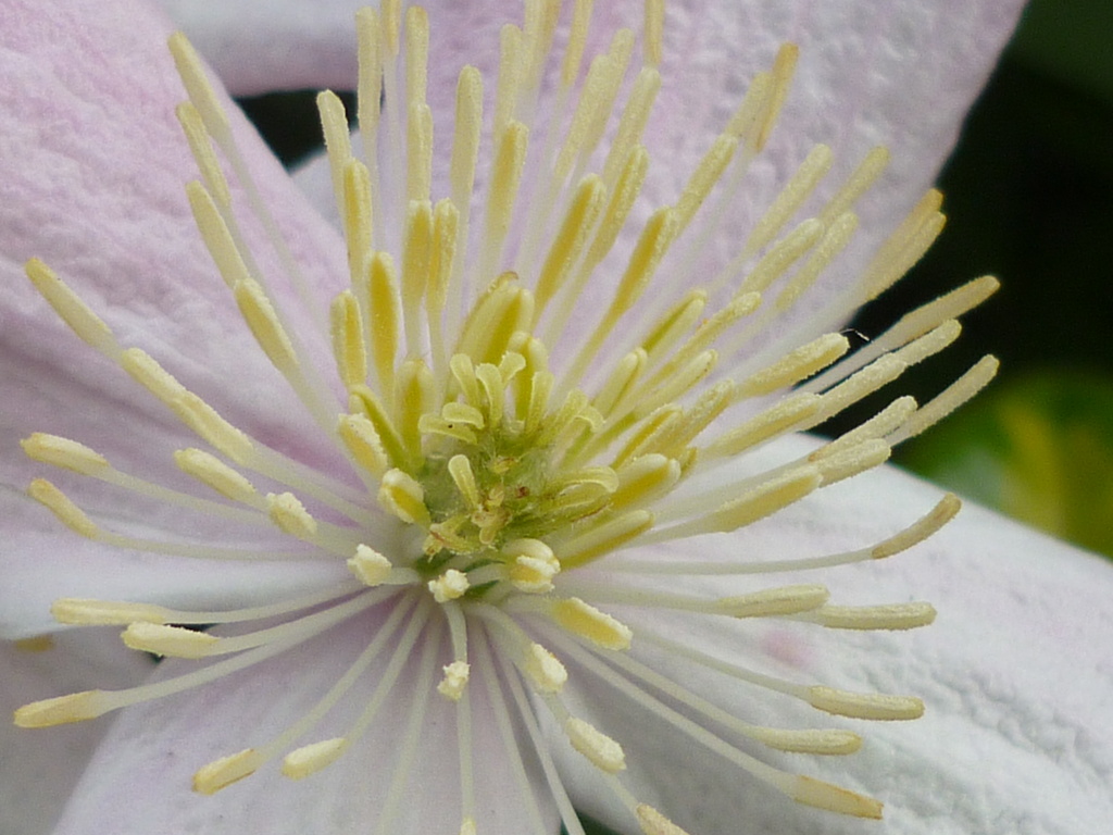 Clematis by countrylassie