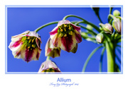 19th May 2014 - Allium