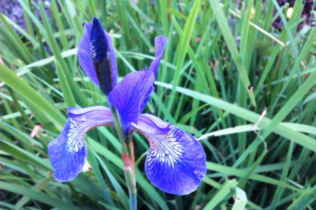 Blue Iris  by jennymdennis